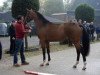 dressage horse Belsanto (German Sport Horse, 2014, from Belissimo NRW)