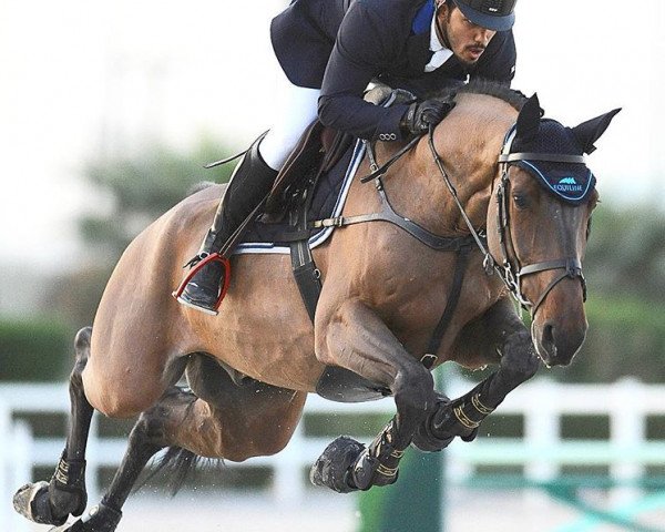 jumper Ambition (Hanoverian, 2010, from Concetto)