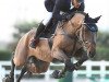 jumper Ambition (Hanoverian, 2010, from Concetto)