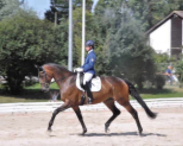 dressage horse Deborah 94 (Bavarian, 2009, from Imperio 3)