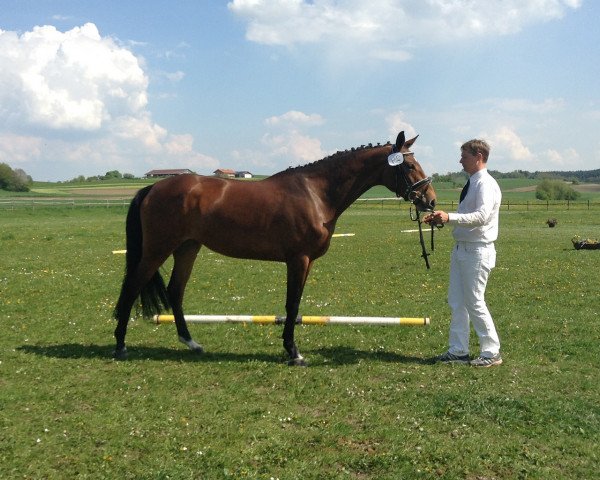 dressage horse C'est Amour (Bavarian, 2010, from Bonifatius)