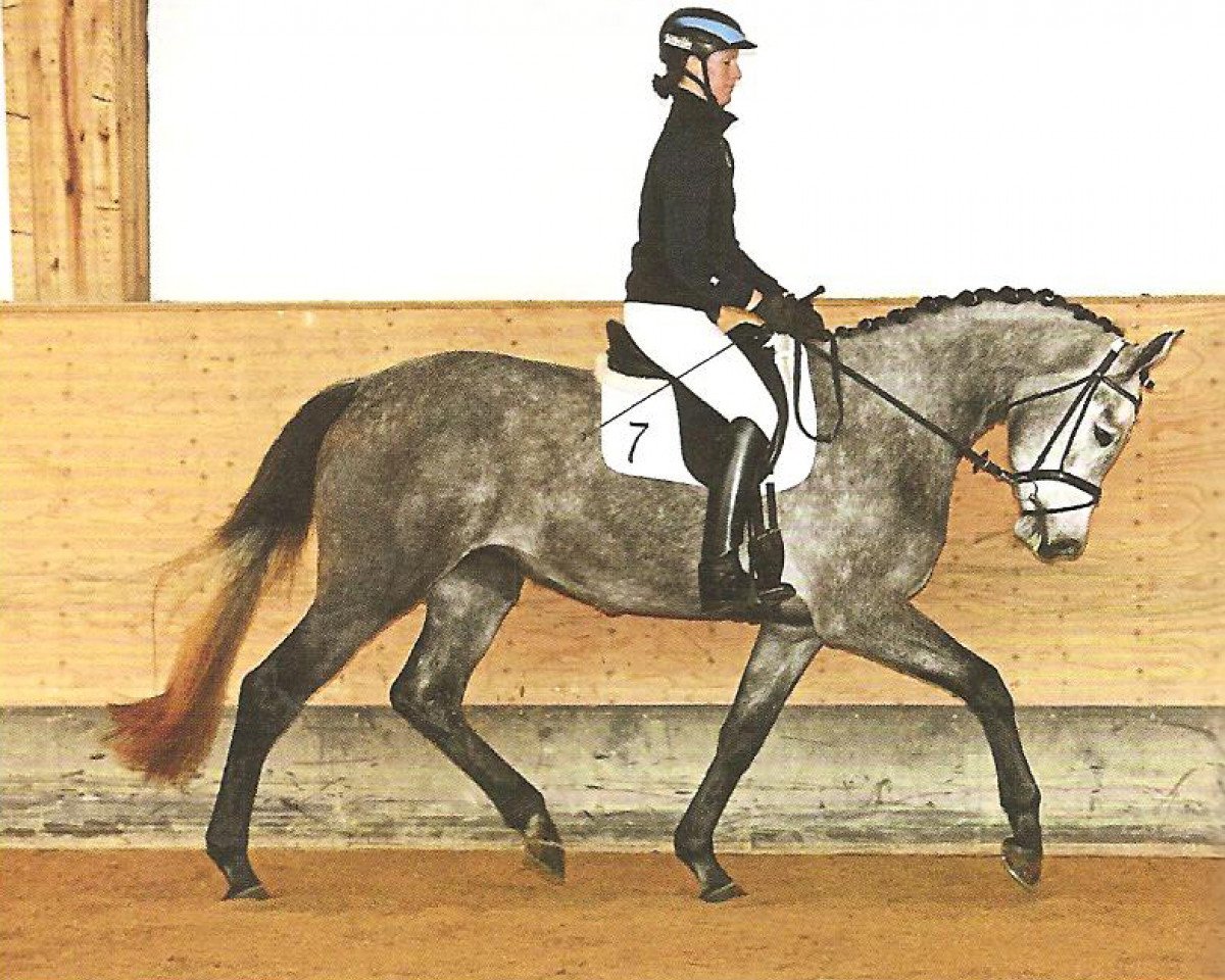 Zuchtstute Nora (Bayer, 2012, von Lyjanero)