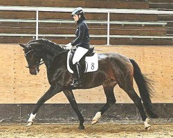 dressage horse Sunrise Dream (Bavarian, 2011, from Christ)