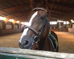 broodmare Laura (Hanoverian, 1997, from Lancier)