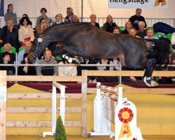 stallion Coeur de Nobless M (Bavarian, 2007, from Cordius M)