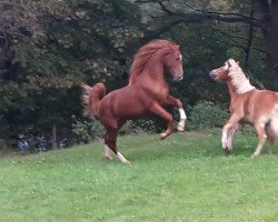 dressage horse Denver S (Westphalian, 2015, from Dankeschön)