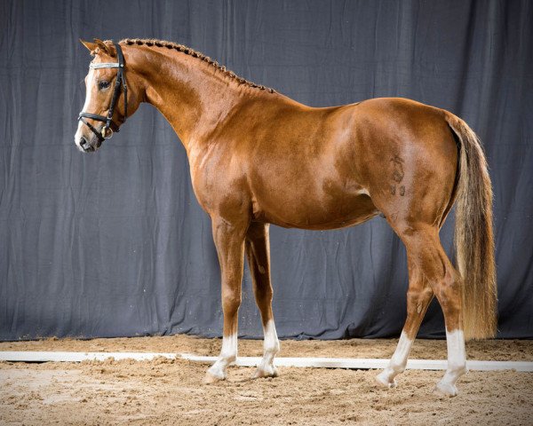 stallion Con Fetti (German Riding Pony, 2013, from Caramel FH WE)