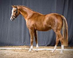 stallion Con Fetti (German Riding Pony, 2013, from Caramel FH WE)