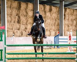 jumper Edora M (KWPN (Royal Dutch Sporthorse), 2009, from Caspar (Berlin))