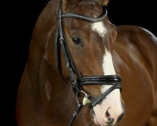 dressage horse Hannesty (Hanoverian, 2010, from Herzensdieb)