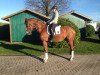 dressage horse Tyler W (Oldenburg, 2011, from Tokio)