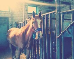 broodmare Little Amy von Sunshine (Holländisches riding ponies, 2010)