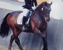 dressage horse Carry Boy 3 (Hanoverian, 2005, from Carry Gold)