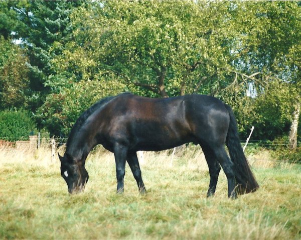 horse Harry (Welsh-Cob (Sek. D), 1997, from Rhystyd Dazzler)