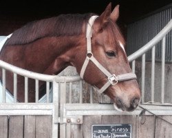 dressage horse Finess 170 (Westphalian, 2005, from Fürst Piccolo)