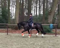 dressage horse De Condero (Westfale, 2011, from De Kooning)