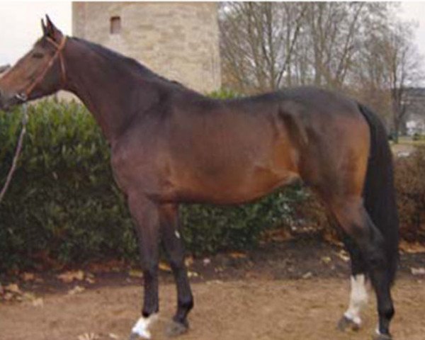 stallion Orphee de Nantuel Hn (Selle Français, 2002, from Diamant de Semilly)