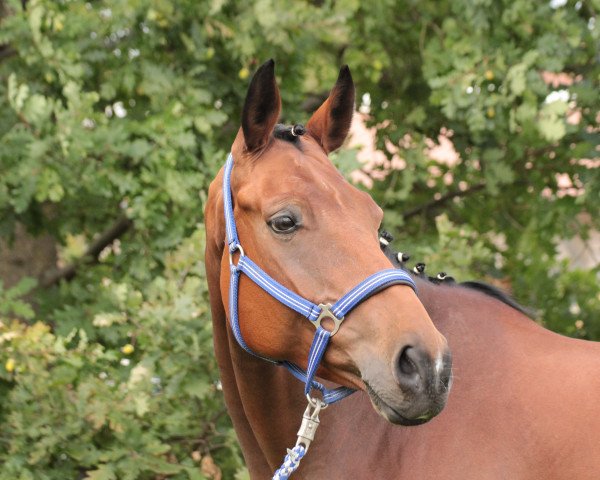 horse Five O'Clock (Hanoverian, 2009, from Florencio I)