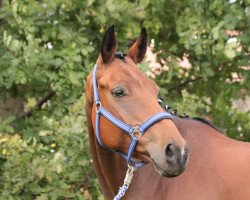 horse Five O'Clock (Hanoverian, 2009, from Florencio I)