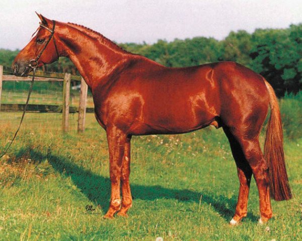 stallion Guidam (Selle Français, 1988, from Quidam de Revel)