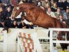 stallion Viva Voltaire (Hanoverian, 1996, from Voltaire)