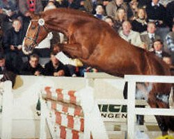 stallion Viva Voltaire (Hanoverian, 1996, from Voltaire)