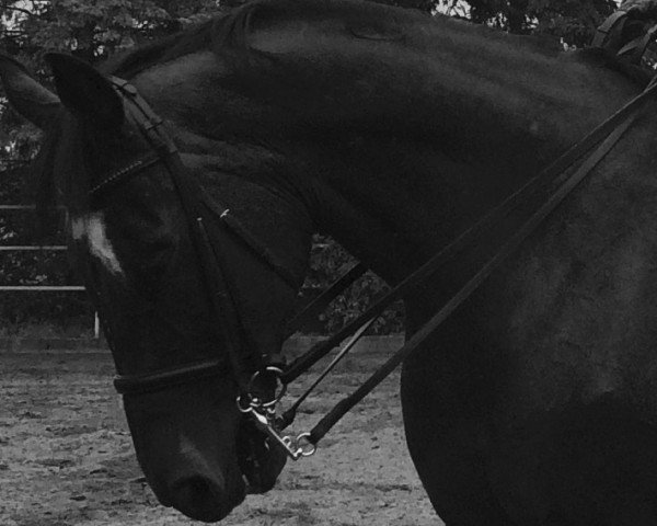 dressage horse Dali de Figueres (Westphalian, 2006, from Depardieu 11)