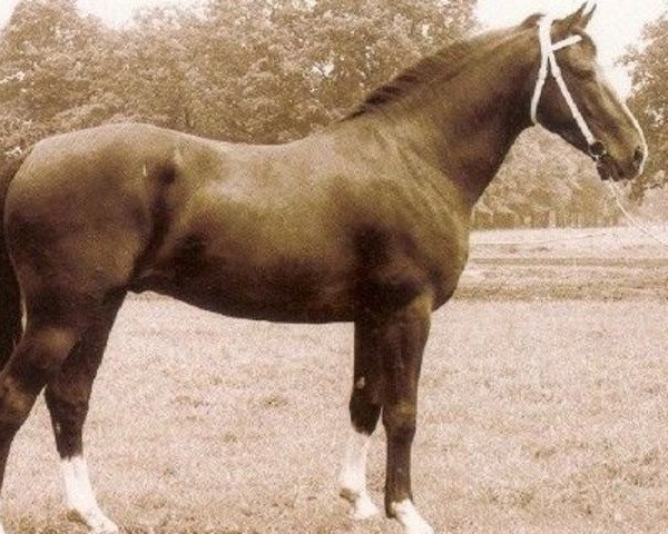 stallion Schalkhaar (Royal Warmblood Studbook of the Netherlands (KWPN), 1976, from Pantheon xx)