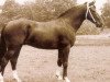 stallion Schalkhaar (Dutch Warmblood, 1976, from Pantheon xx)