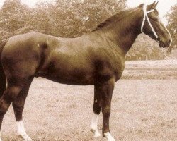 stallion Schalkhaar (KWPN (Royal Dutch Sporthorse), 1976, from Pantheon xx)