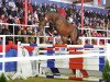 stallion Calitendro 2 (Oldenburg show jumper, 2009, from Calido I)