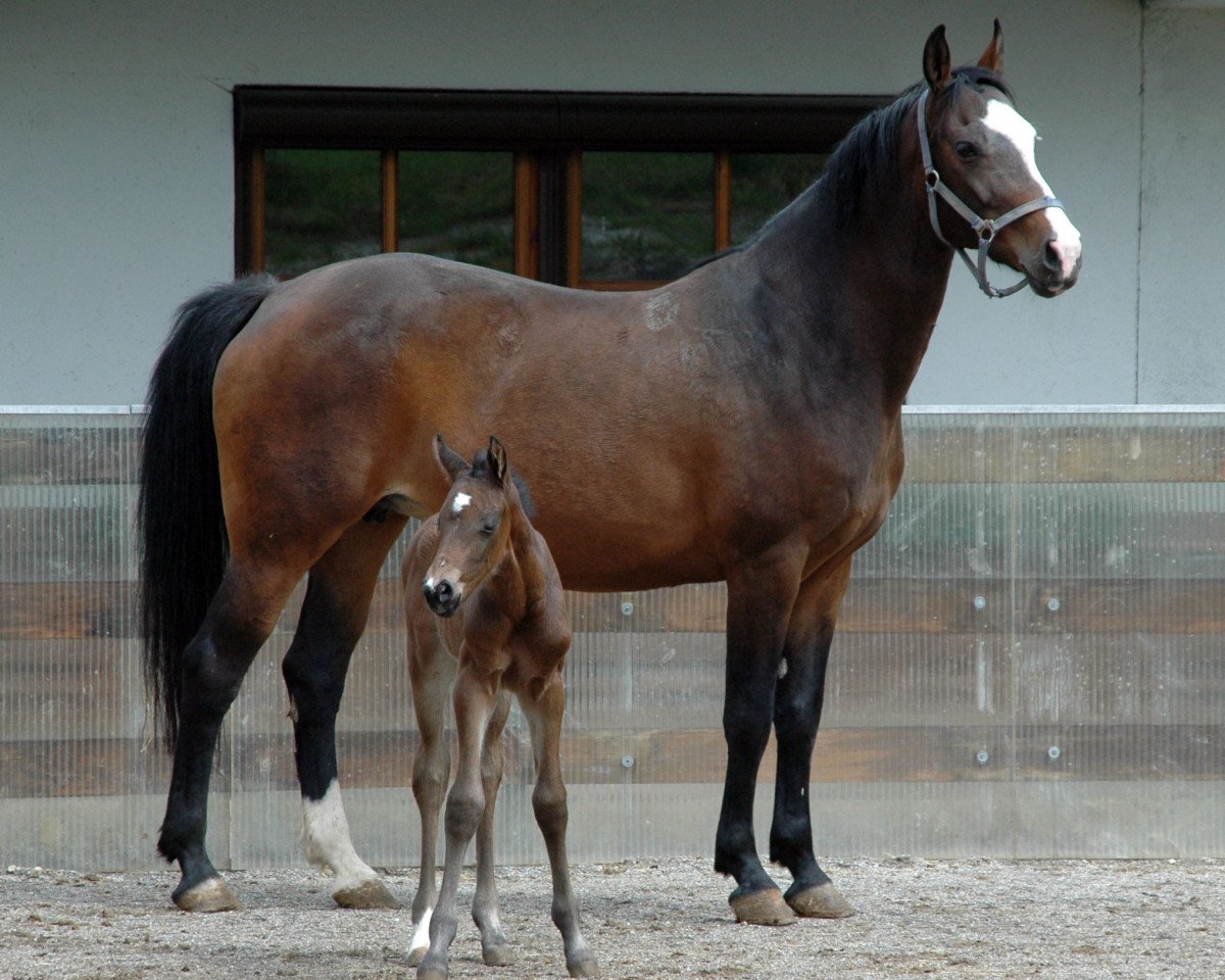 broodmare Cleopatra (Oldenburg show jumper, 2001, from Caretano Z)