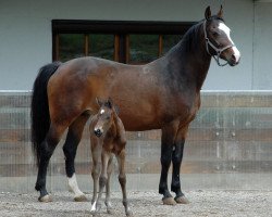 broodmare Cleopatra (Oldenburg show jumper, 2001, from Caretano Z)