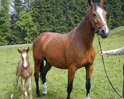 Zuchtstute Ramira (Zangersheide Reitpferd, 1992, von Ramiro Z)