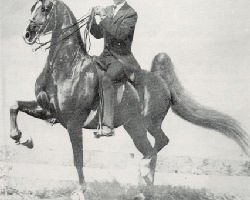 Deckhengst Command Decision (American Saddlebred Horse, 1948, von Anacacho Shamrock)