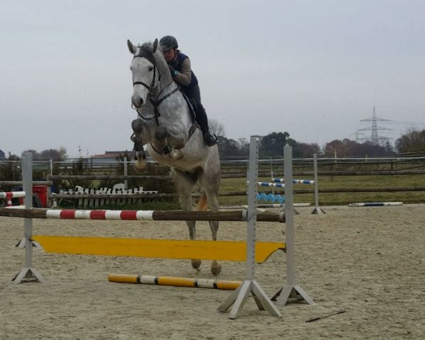 jumper Clouso Z (Zangersheide riding horse, 2012, from Clintissimo 197 FIN)