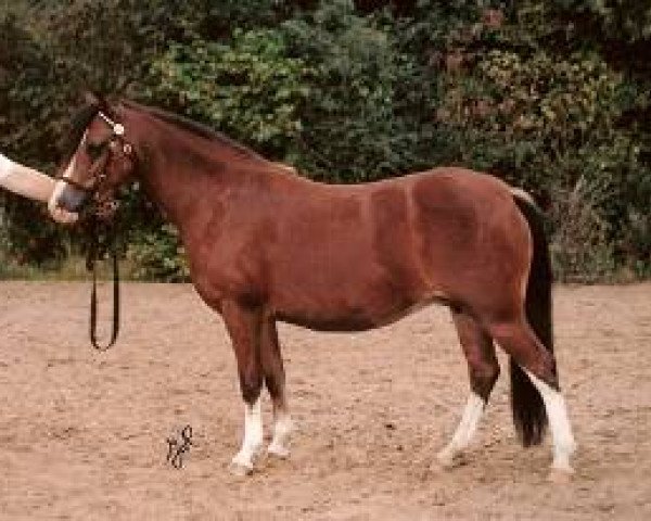 Zuchtstute Ruimzicht's Stephanie (Welsh Mountain Pony (Sek.A), 1992, von Tongelre's Wyatt)