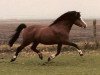 stallion Zonneweide's Nico (Welsh mountain pony (SEK.A), 1993, from Zonneweide's Hamid)