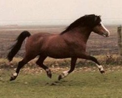 stallion Zonneweide's Nico (Welsh mountain pony (SEK.A), 1993, from Zonneweide's Hamid)