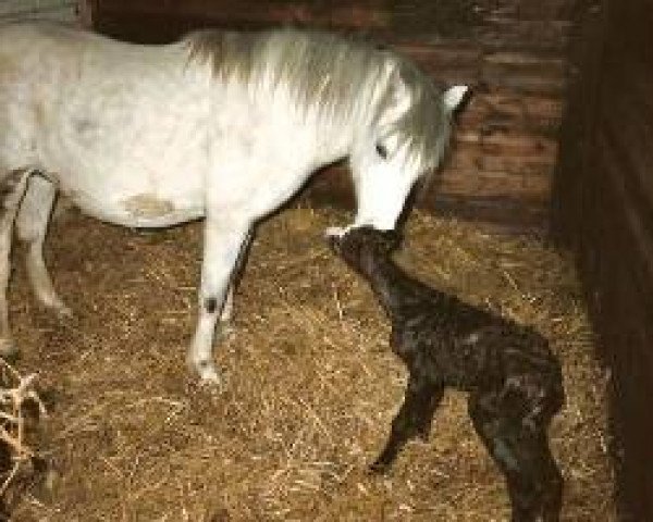 broodmare Polhaar's Truida (Welsh mountain pony (SEK.A),  , from Coed Coch Brodor)