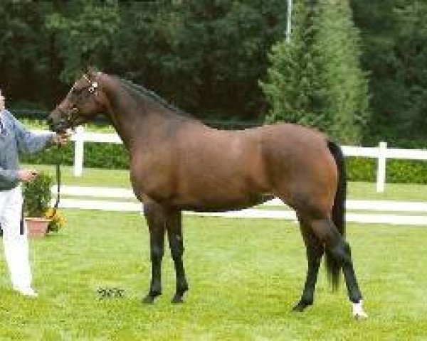 Zuchtstute Beukenhof's Helena (Nederlands Welsh Ridepony,  , von Wester Aikema's Adios)