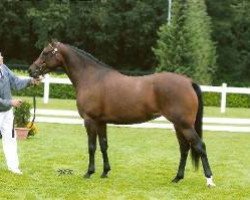 broodmare Beukenhof's Helena (Nederlands Welsh Ridepony,  , from Wester Aikema's Adios)