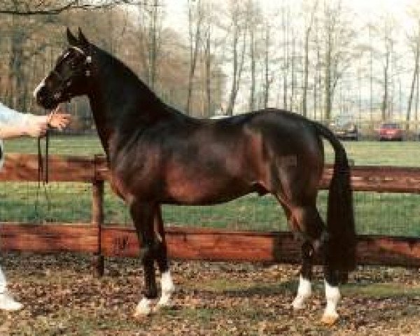 stallion Beukenhof's Jordy (Nederlands Welsh Ridepony, 1995, from Orchard d'Avranches)