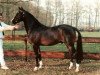 stallion Beukenhof's Jordy (Nederlands Welsh Ridepony, 1995, from Orchard d'Avranches)