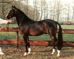 Deckhengst Beukenhof's Jordy (Nederlands Welsh Ridepony, 1995, von Orchard d'Avranches)