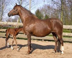 broodmare Beukenhof’s Jessica (Nederlands Welsh Ridepony, 1995, from Speyksbosch Nando)