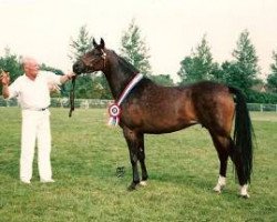 Zuchtstute Beukenhof's Sabina (Nederlands Welsh Ridepony, 1990, von Downland Folklore)