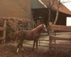 Zuchtstute Beukenhof's Johanna (Welsh Partbred, 1987, von Flora's Hof Peter Pan)