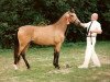 Zuchtstute Beukenhof's Imka (Nederlands Welsh Ridepony, 1991, von Downland Folklore)