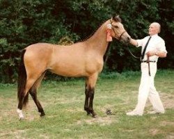 Zuchtstute Beukenhof's Imka (Nederlands Welsh Ridepony, 1991, von Downland Folklore)